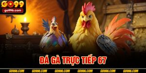 đá gà trực tiếp 67