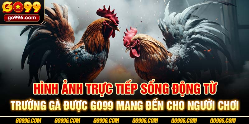 Hình ảnh trực tiếp sống động từ trường gà được GO99 mang đến cho người chơi