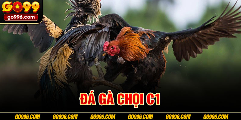 đá gà chọi C1