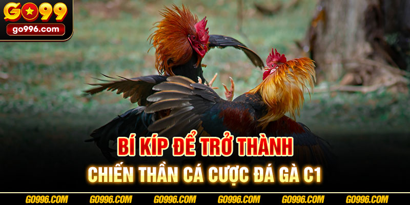 Bí kíp để trở thành chiến thần cá cược đá gà C1